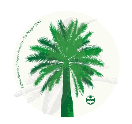 Diseño de Palma chilena — Jubaea chilensis