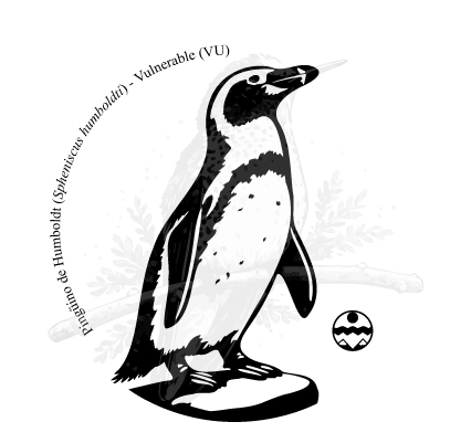 Diseño de Pingüino de Humboldt — Spheniscus humboldti