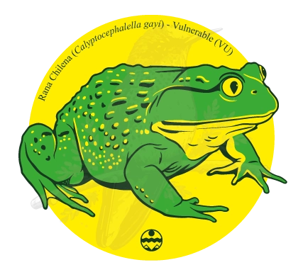 Diseño de Rana chilena — Calyptocephalella gayi