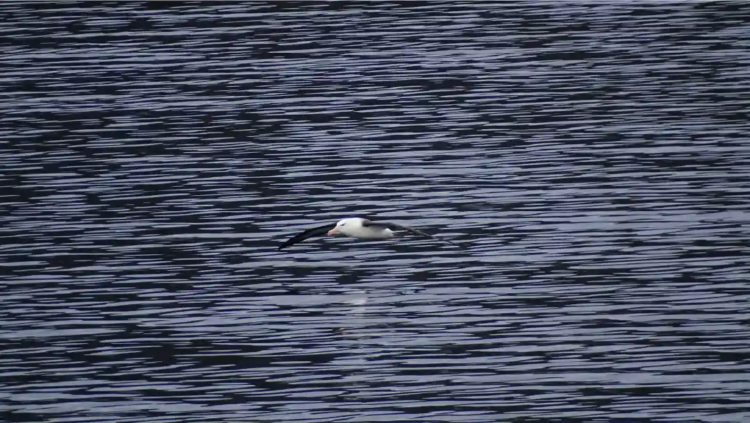 Fotografía de Albatros volando sobre Canal Beagle