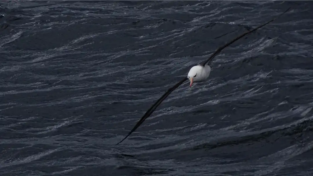Fotografía de Albatros volando sobre Canal Beagle