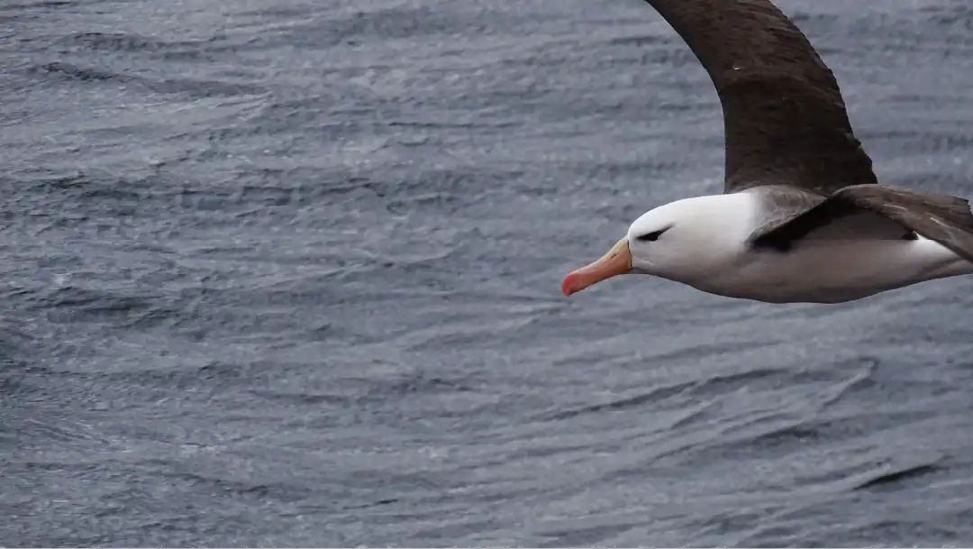 Fotografía de Albatros volando sobre Canal Beagle