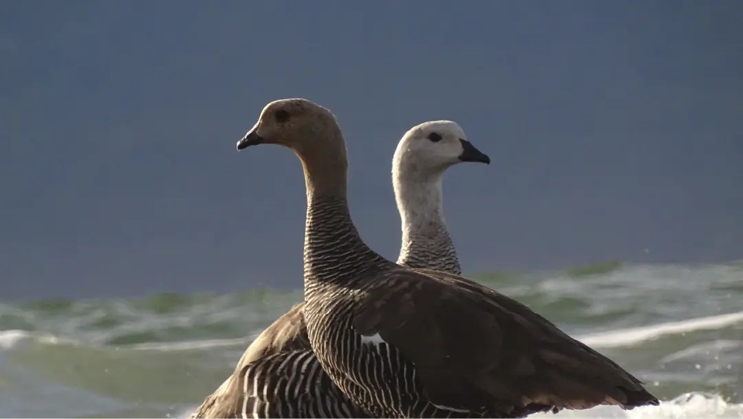 Fotografía de una pareja de Caiquen en Bahía Róbalo
