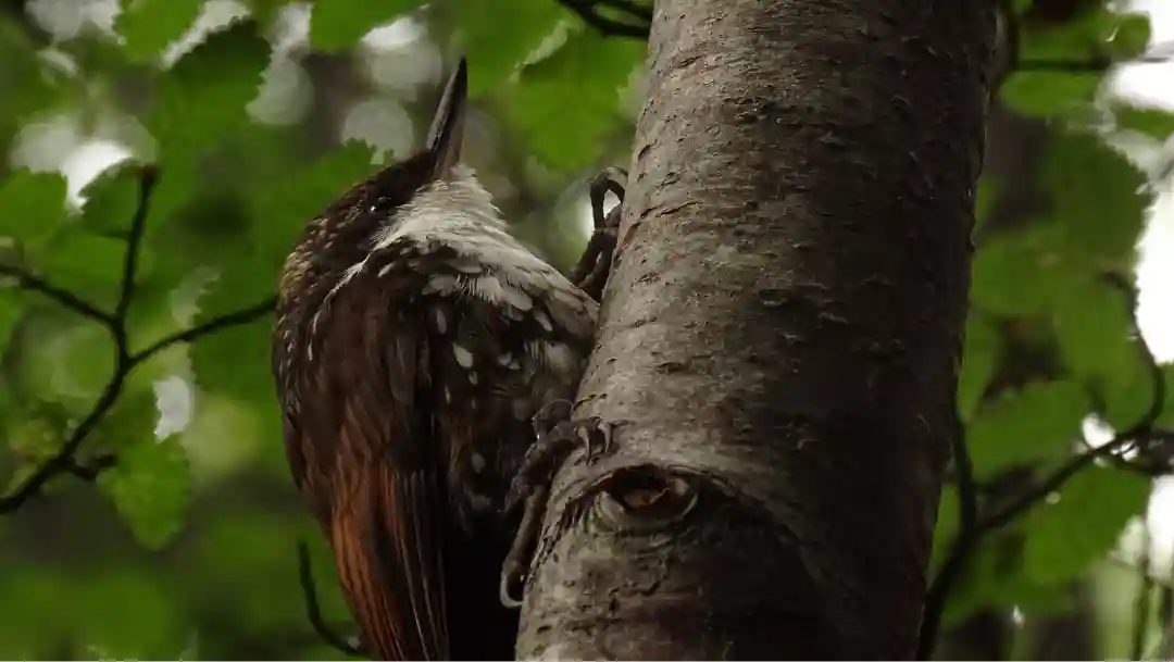 Fotografía de un Comesebo grande en el parque Omora