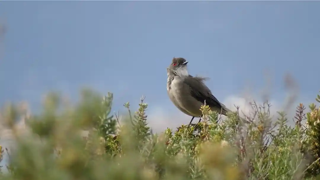 Fotografía de un Diucon en Puerto Navarino