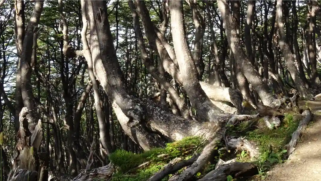 Fotografía de Lengas en límite arboreo del Cerro Bandera