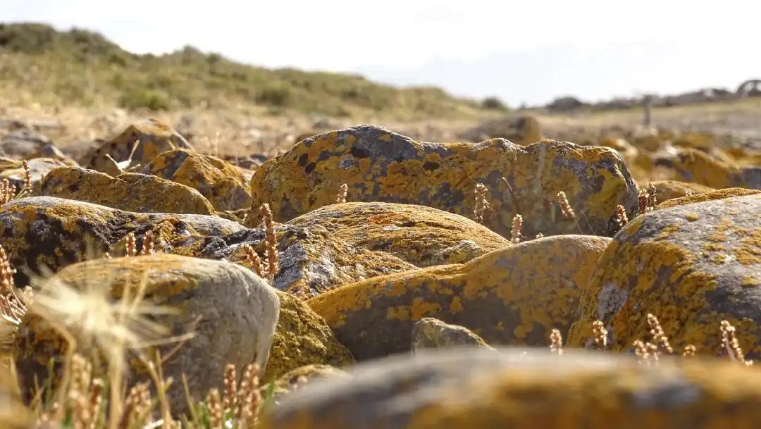 Fotografía de Liquenes saxícolas en Punta Gusano