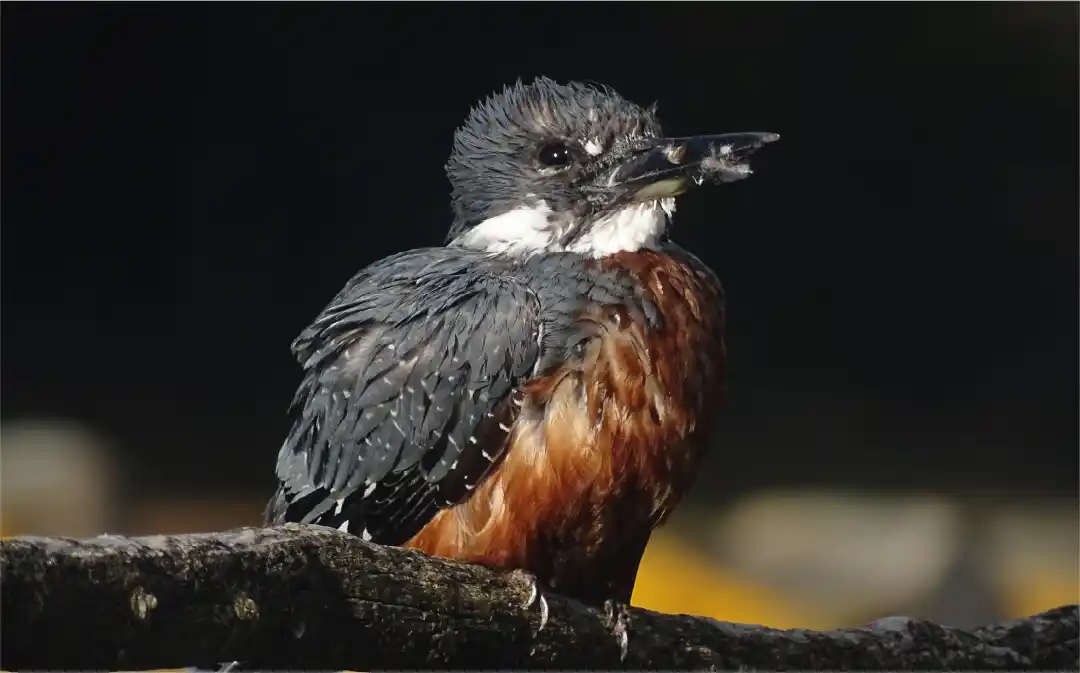 Fotografía de un Martin Pescador en Laguna Zañartu