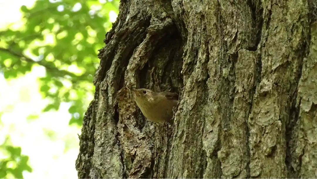 Fotografía de un Chercán asomándose de una cavidad en la Reserva Nacional Laguna Parrillar