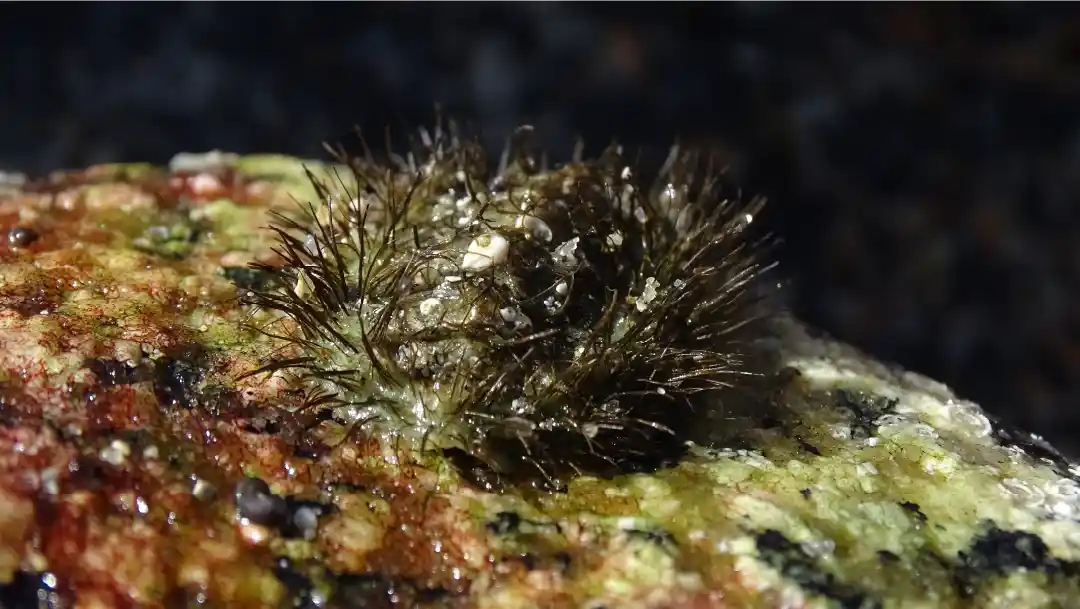 Fotografía de un Chiton peludo en una roca
