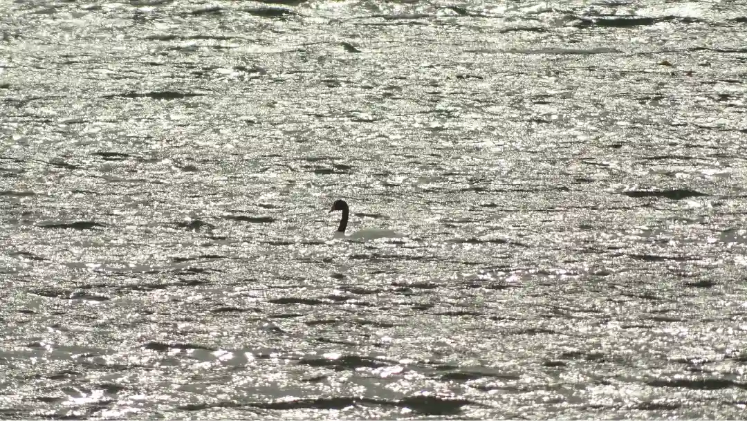Fotografía de un Cisne de Cuello Negro en el Seno Ultima Esperanza