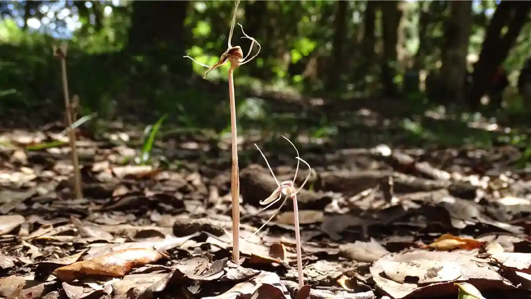 Fotografía de la Flor de la Araña en el Santuario de la Naturaleza Península de Hualpén