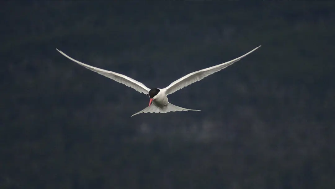 Fotografía de un Gaviotin sudamericano en Punta Gusano