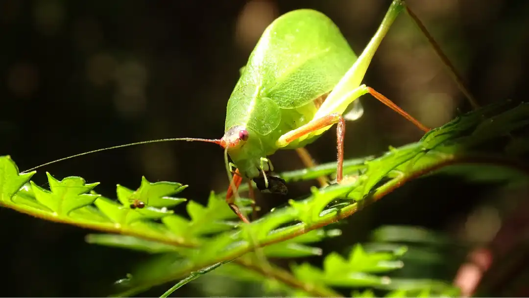 Fotografía de un Katidido en el Arboretum UACh