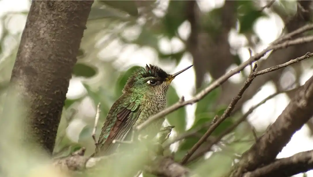 Fotografía de un Picaflor chico en el Parque Nacional Rio Clarillo