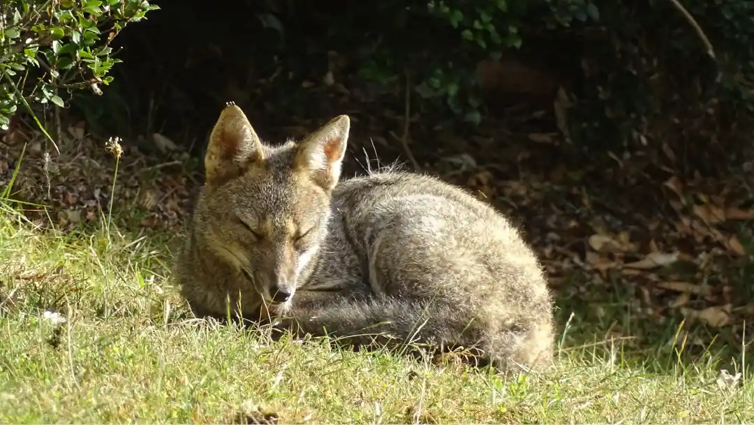 Fotografía de un Zorro chilla durmiendo en Cochamó